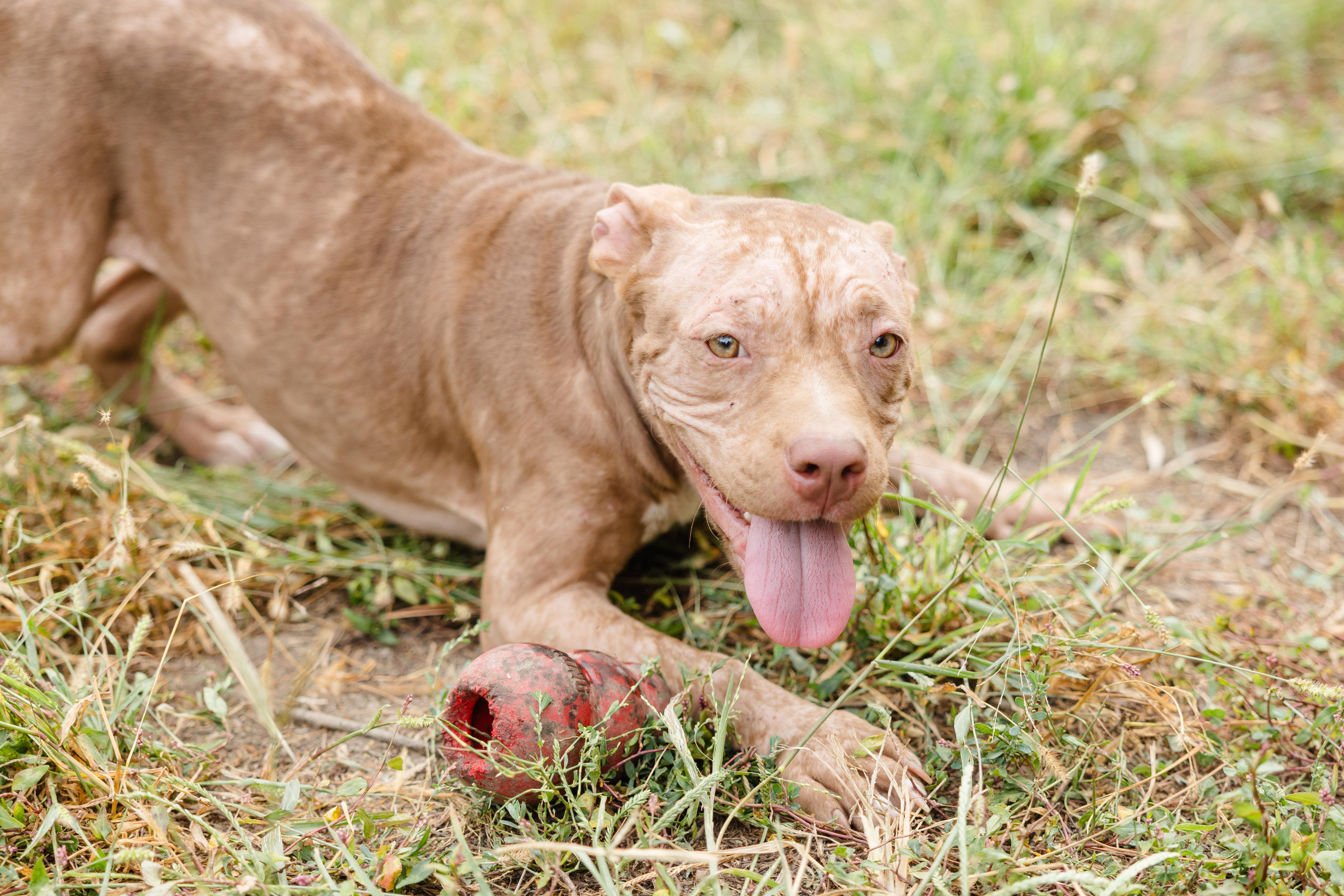 A baby medium-sized female American Staffordshire Terrier dog named Kestrel for adoption in Newburgh, IN