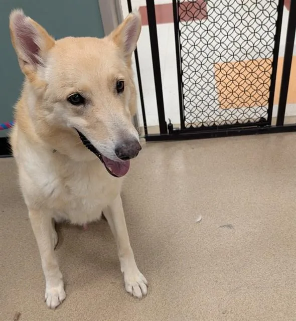 An adult large-sized male German Shepherd Dog dog named Drax A for adoption in Plano, TX
