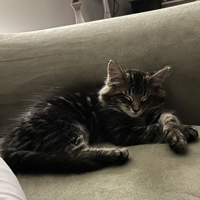A baby medium-sized male Domestic Medium Hair cat named Nutmeg for adoption in Kentwood, MI