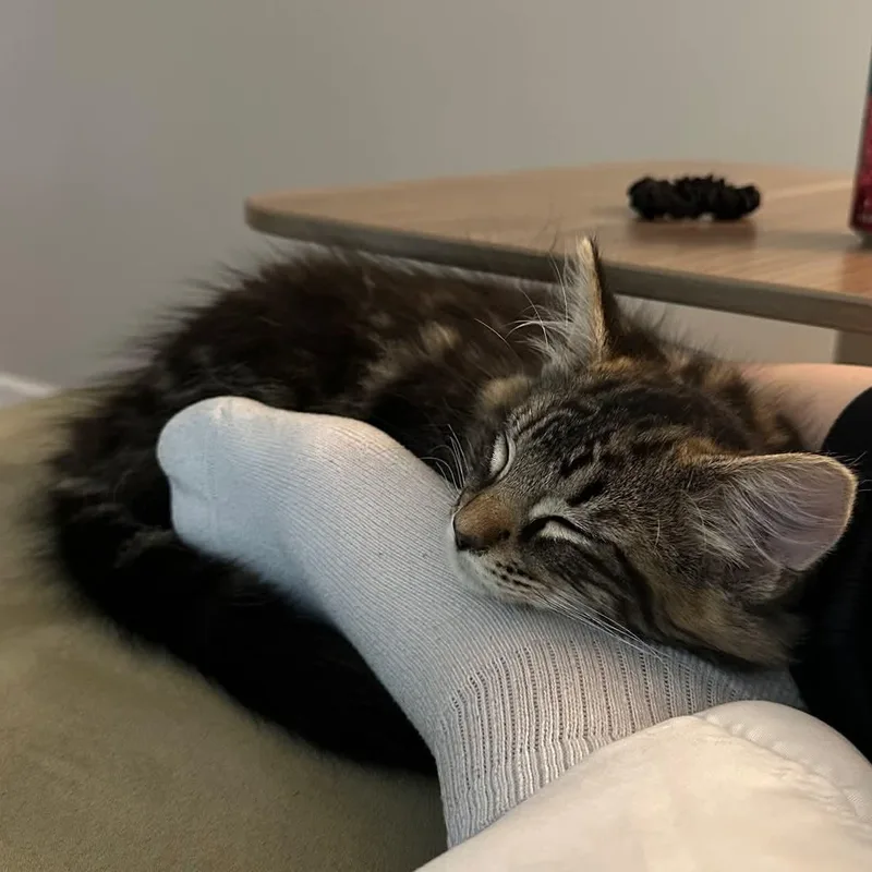 Nutmeg thumbnail 3