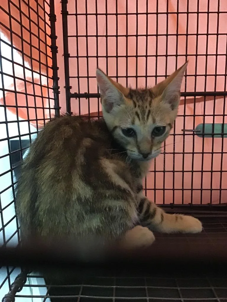 A baby small-sized male Domestic Short Hair cat named Dash for adoption in New Braunfels, TX