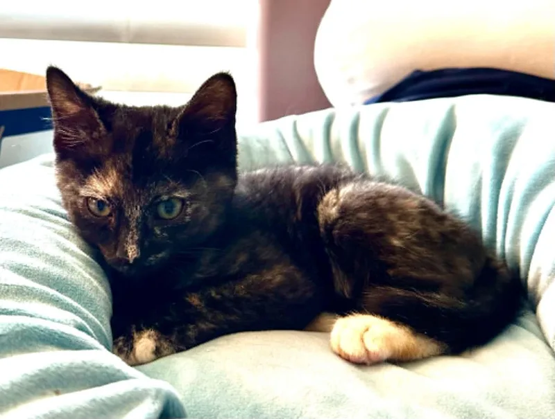 A baby medium-sized female Tortoiseshell cat named Moxie for adoption in Tehachapi, CA