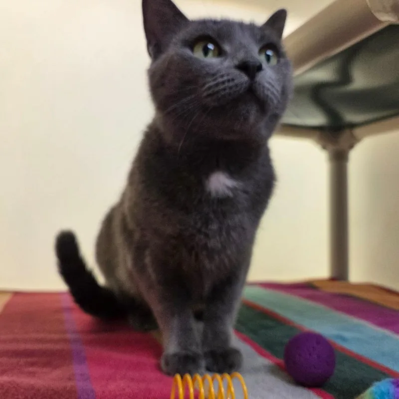 An adult medium-sized female Gray / Blue / Silver Domestic Short Hair cat named Blueberry for adoption in Harrisonburg, VA