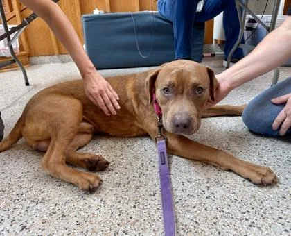 An adult medium-sized male Pit Bull Terrier dog named Paddington for adoption in Washington, DC