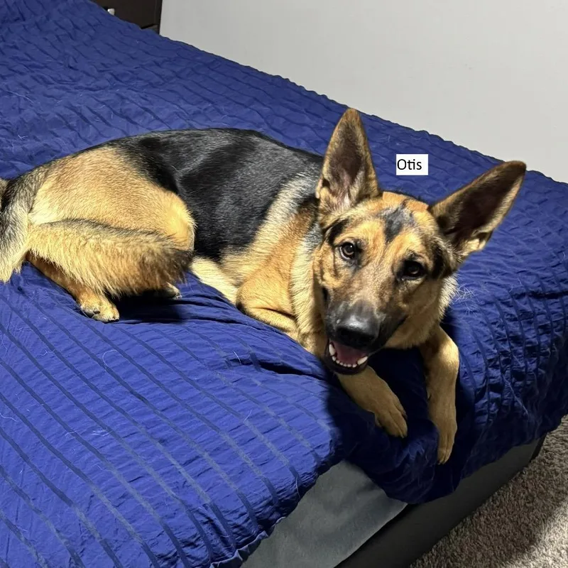 An adult large-sized male Brown / Chocolate German Shepherd Dog dog named Otis for adoption in Tulsa, OK