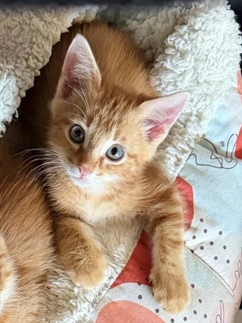 A baby small-sized male Domestic Short Hair cat named Pretzel for adoption in Albuquerque, NM