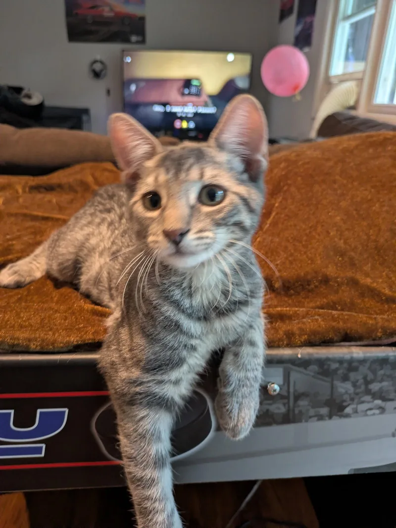 A baby medium-sized male Domestic Short Hair cat named Mystery for adoption in Stewartsville, NJ