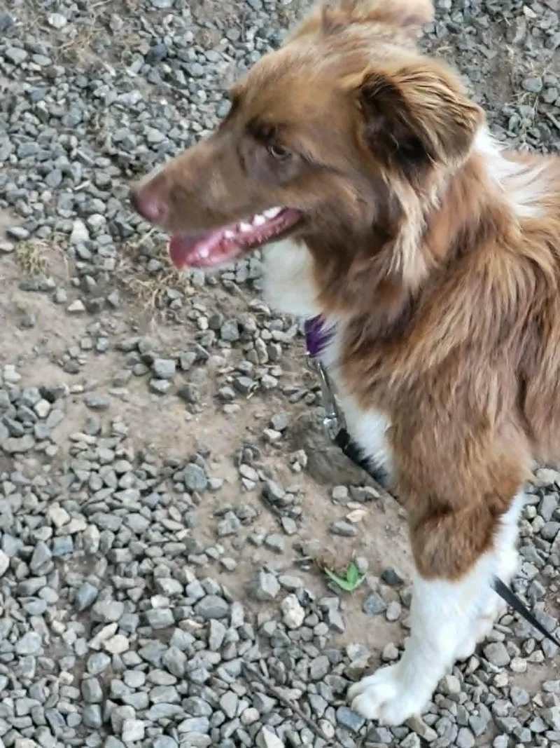 Bonnie