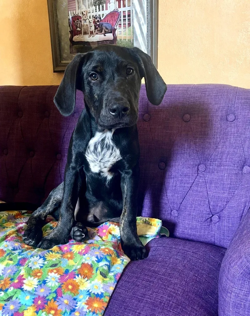 A baby large-sized male Labrador Retriever dog named Case Lonestar for adoption in Rockaway, NJ