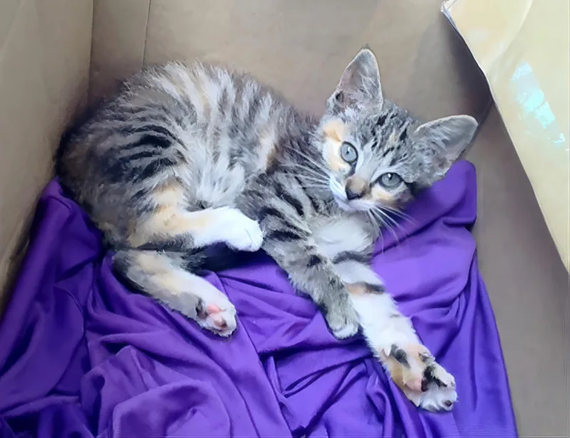 A baby medium-sized female Torbie Domestic Short Hair cat named A for adoption in Nashville, TN