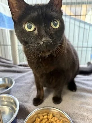 An adult medium-sized male Black Domestic Short Hair cat named Hunter for adoption in Key West, FL