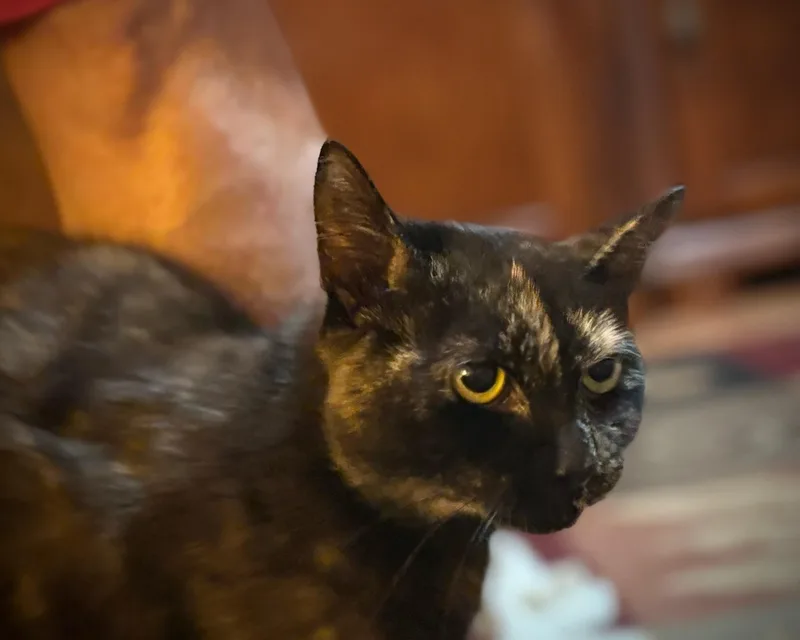 Lola thumbnail 2