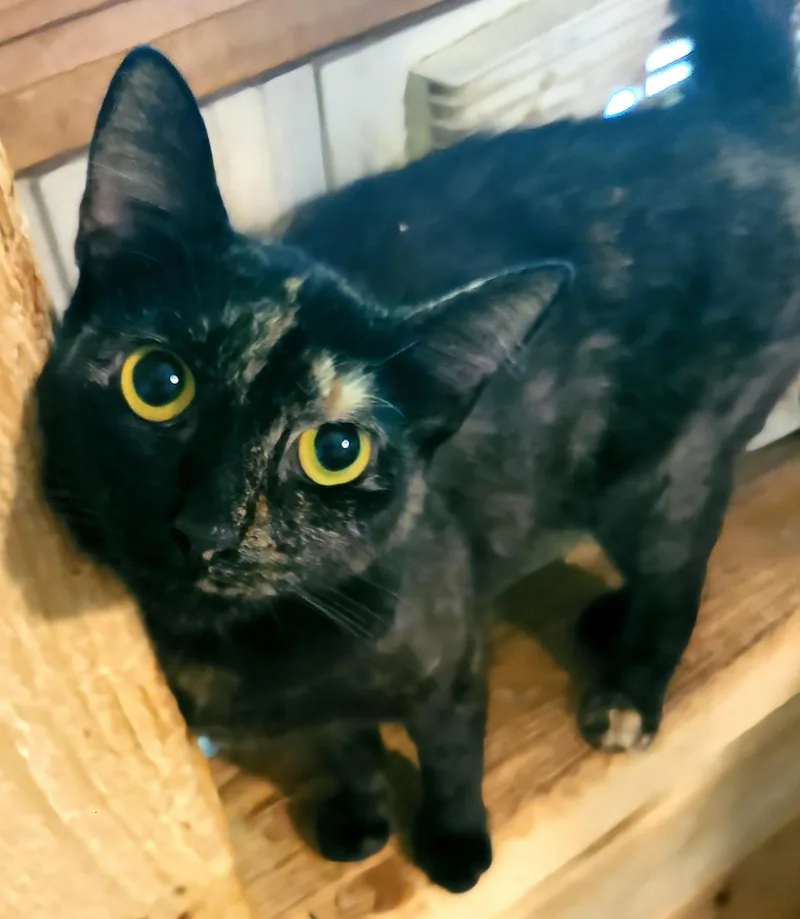 An adult medium-sized female Tortoiseshell Domestic Short Hair cat named Lola for adoption in Ellijay, GA