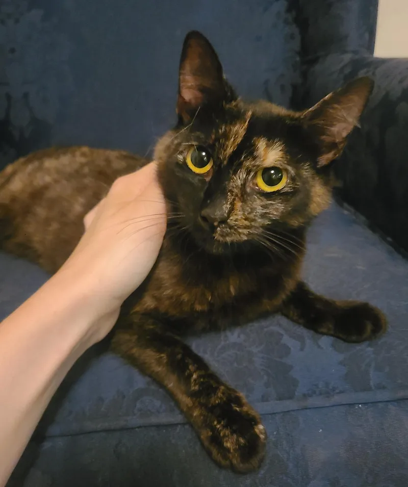 Lola thumbnail 4