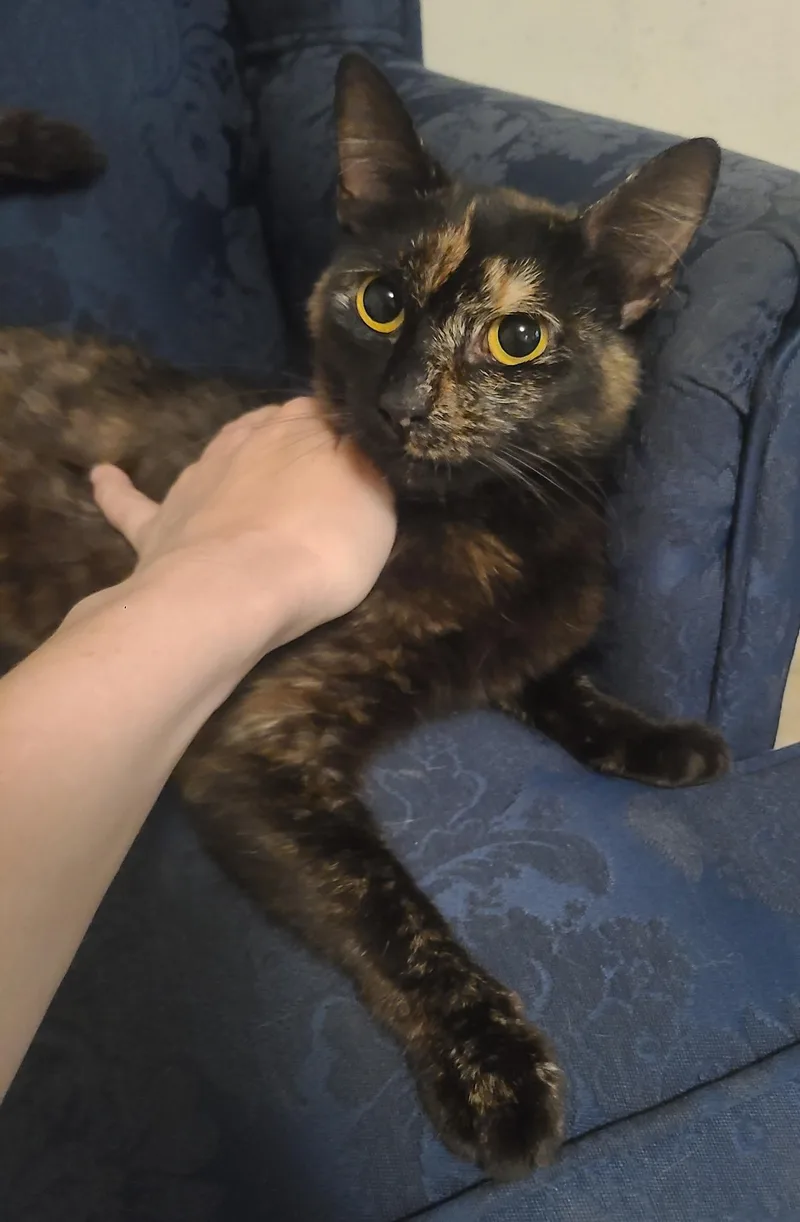 Lola thumbnail 5