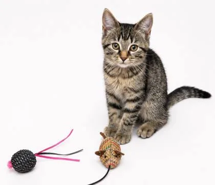 A baby small-sized female Domestic Short Hair cat named Trinity for adoption in Cumming, GA