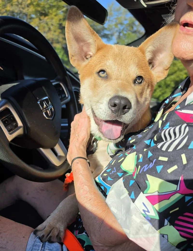A baby large-sized male Chow Chow dog named Benji for adoption in Wolfe City, TX
