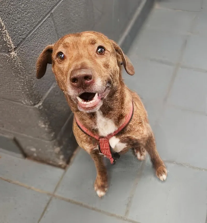 An adult medium-sized male Mixed Breed dog named Poncho for adoption in Nashville, TN