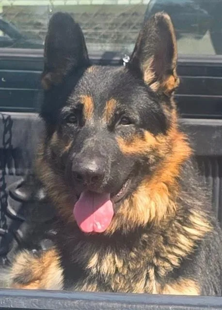 A young medium-sized male German Shepherd Dog dog named Oso for adoption in Downey, CA