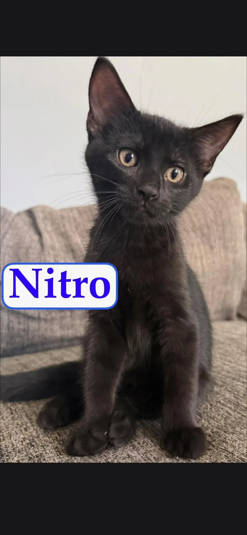 A baby large-sized male Black Domestic Short Hair cat named Nitro for adoption in Medford, WI