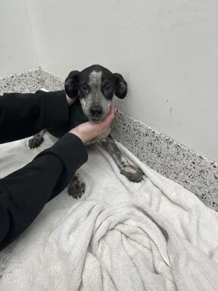 A baby small-sized female Mixed Breed dog named Earthworm Jim for adoption in Atlanta, GA