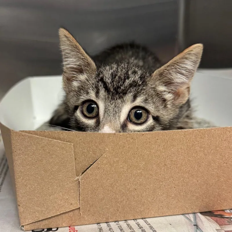 A baby small-sized male Brown / Chocolate Domestic Short Hair cat named Turtle for adoption in Hendersonville, NC