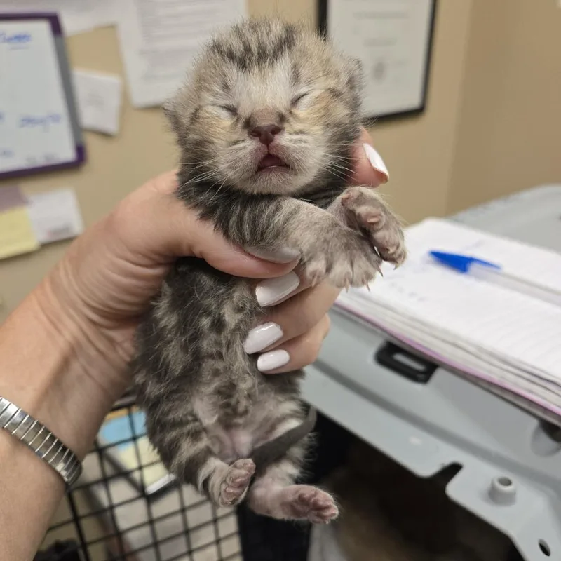A baby small-sized male Brown / Chocolate Domestic Short Hair cat named Troy for adoption in Wickenburg, AZ