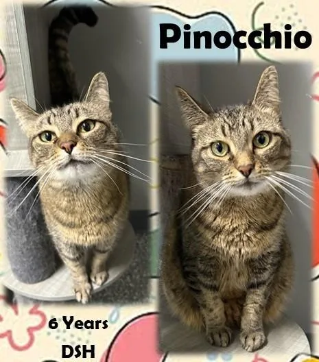 An adult medium-sized female Tabby (Brown / Chocolate) Domestic Short Hair cat named Pinocchio for adoption in Franklin, IN