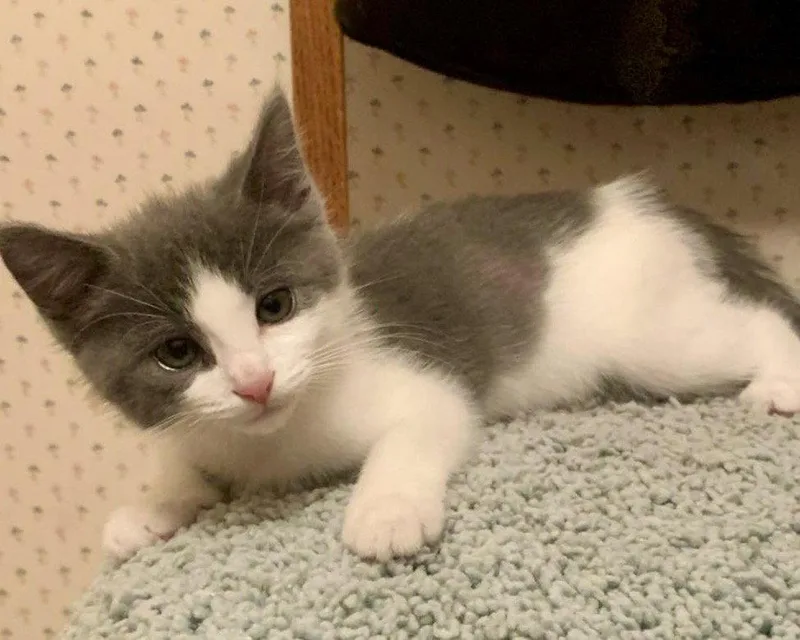 A baby small-sized female Domestic Short Hair cat named Artemis for adoption in Oakland, CA