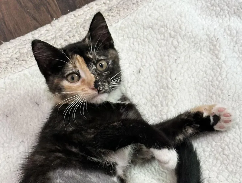A baby medium-sized female Domestic Short Hair cat named Pumpkin for adoption in Shawnee, KS