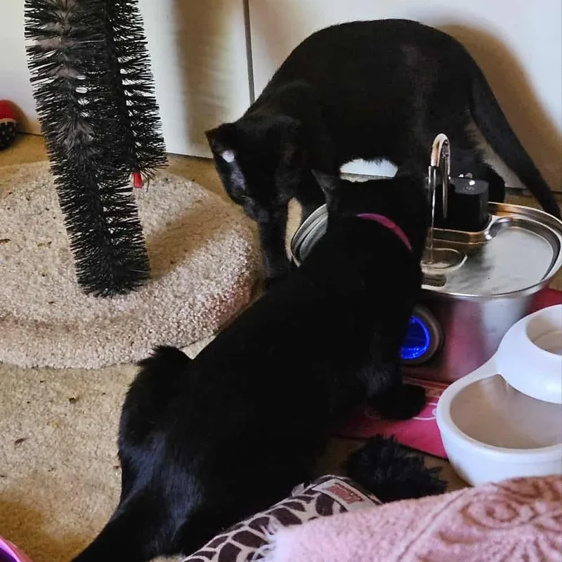 Violet "guest" thumbnail 2