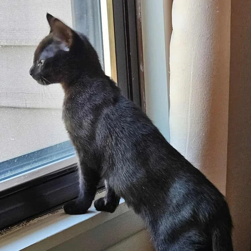 Violet "guest" thumbnail 3