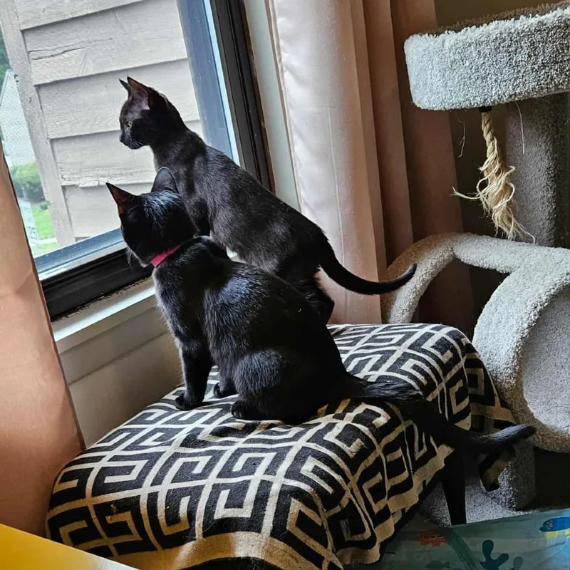 Violet "guest" thumbnail 4