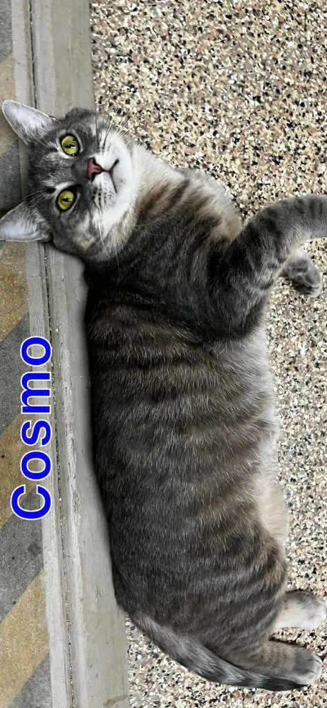 Cosmo thumbnail 3
