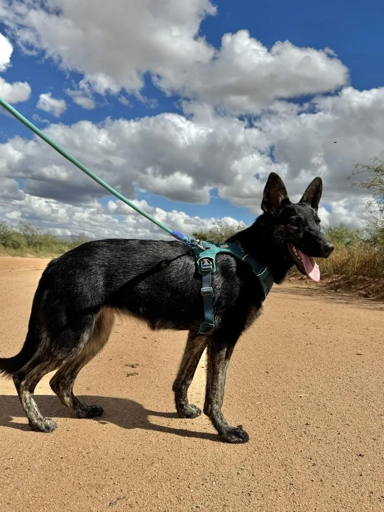 A young medium-sized female Brown / Chocolate Belgian Shepherd / Malinois dog named Xena for adoption in Tucson, AZ