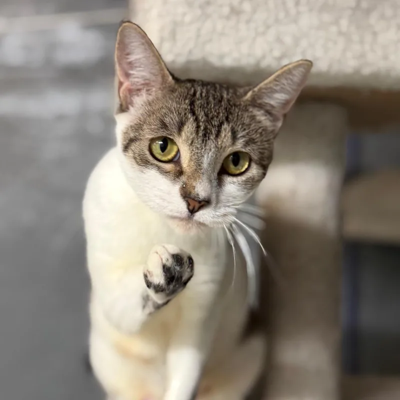 A young medium-sized female Brown / Chocolate Domestic Short Hair cat named Daffodil for adoption in Middle Village, NY
