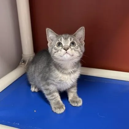 A baby small-sized female Domestic Short Hair cat named June for adoption in Janesville, WI