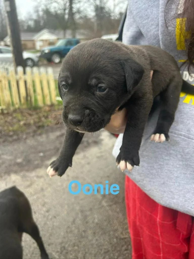 A baby large-sized male Mixed Breed dog named Oonie for adoption in Hillsboro, OH