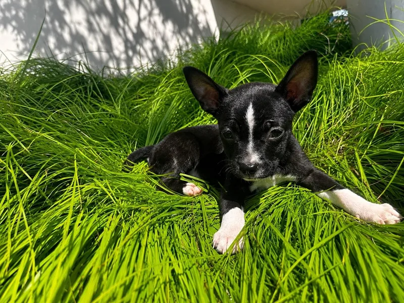 A baby small-sized female Mixed Breed dog named Thorin for adoption in Monona, WI
