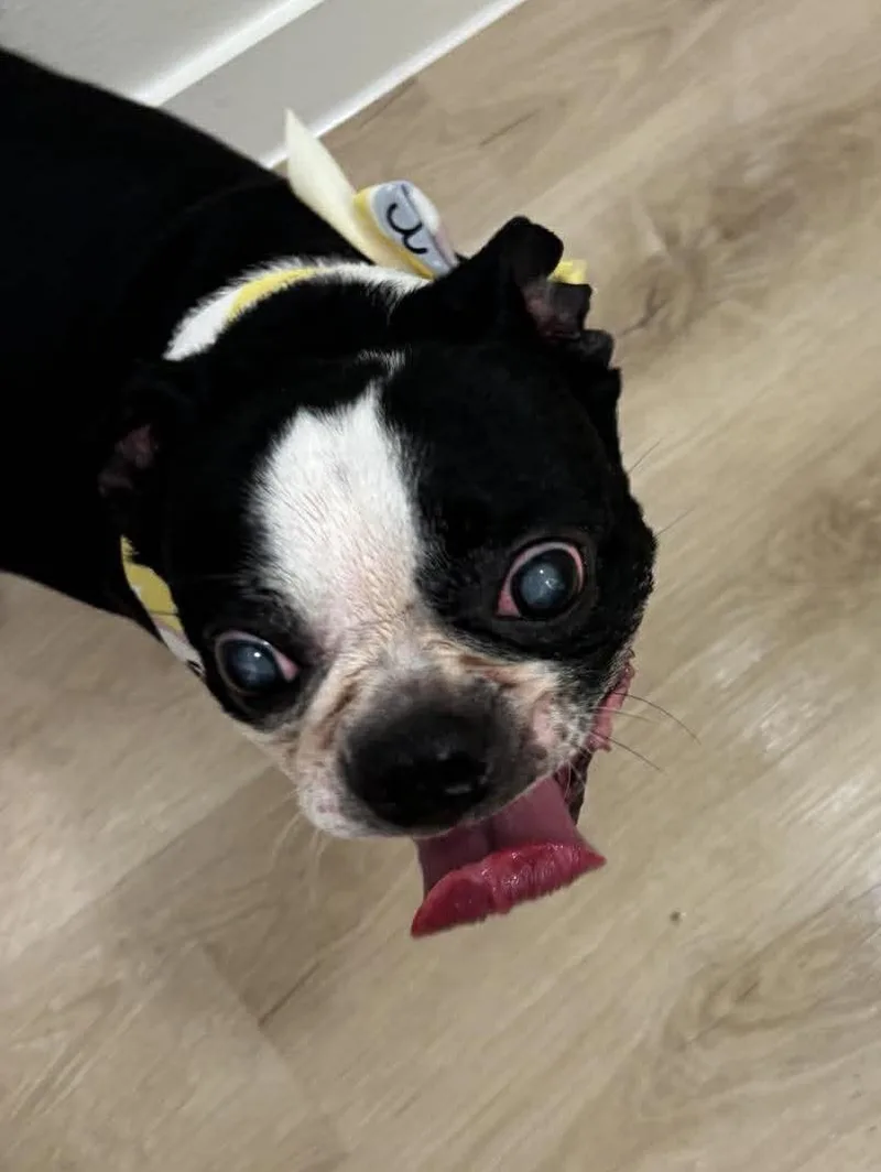 A senior medium-sized female Boston Terrier dog named Piper for adoption in Van Vleck, TX