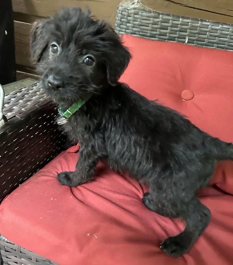 A baby large-sized male Black Goldendoodle dog named Rex for adoption in Kannapolis, NC