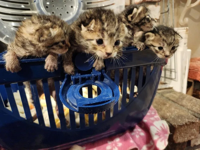 A baby medium-sized male Tabby (Brown / Chocolate) Domestic Short Hair cat named Troybee for adoption in Salinas, CA