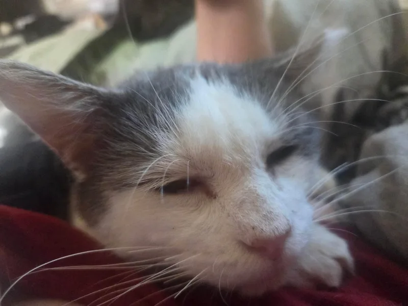 A young medium-sized male American Shorthair cat named Caspian for adoption in Elkland, PA