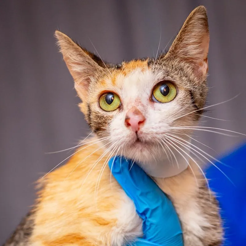 A young medium-sized female White Domestic Short Hair cat named Kleo for adoption in Hattiesburg, MS