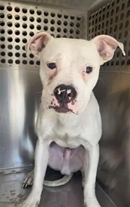 A young large-sized male Pit Bull Terrier dog named Pepper for adoption in Phoenix, AZ