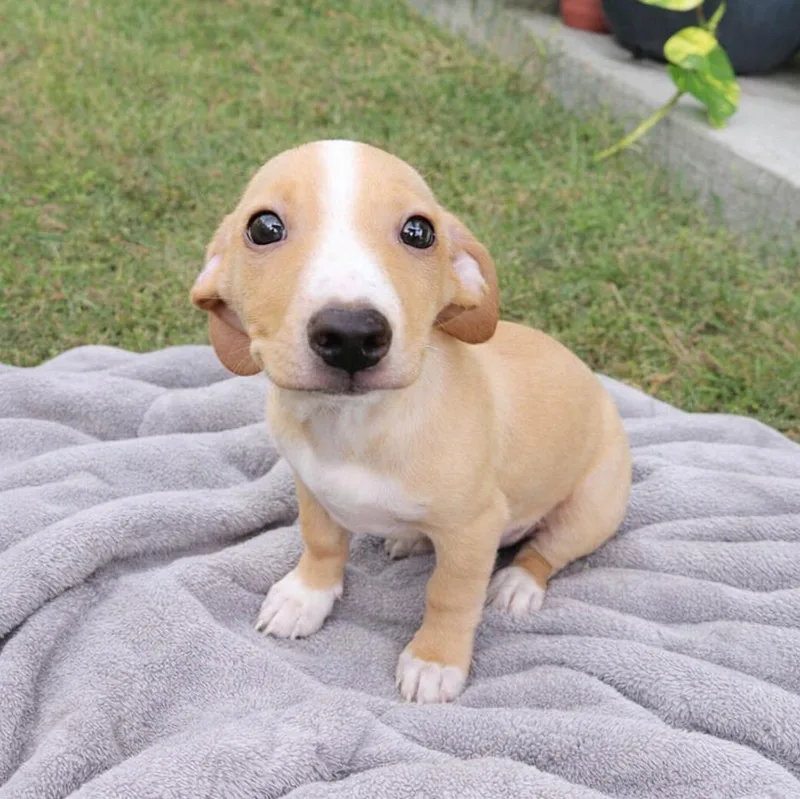 A baby small-sized male Apricot / Beige Chiweenie dog named Landon for adoption in Corpus Christi, TX