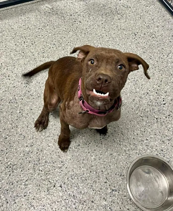 A young medium-sized female Terrier dog named Dandy for adoption in Candler, NC