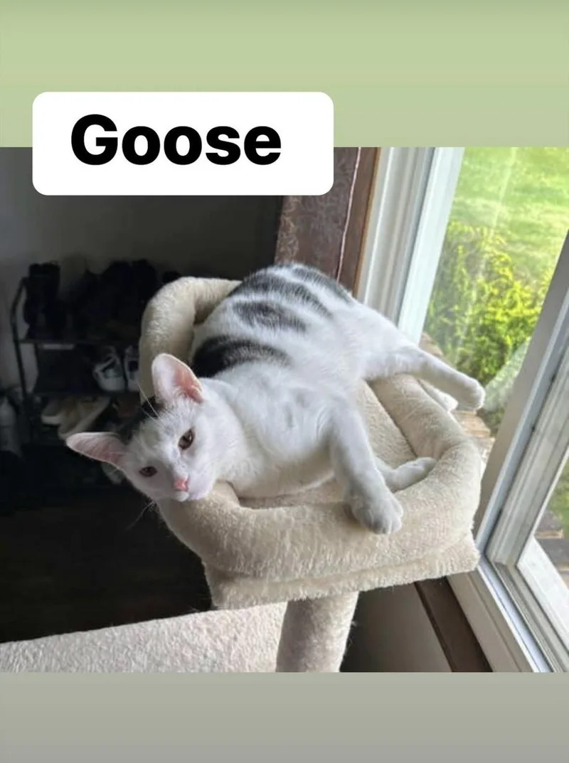Goose