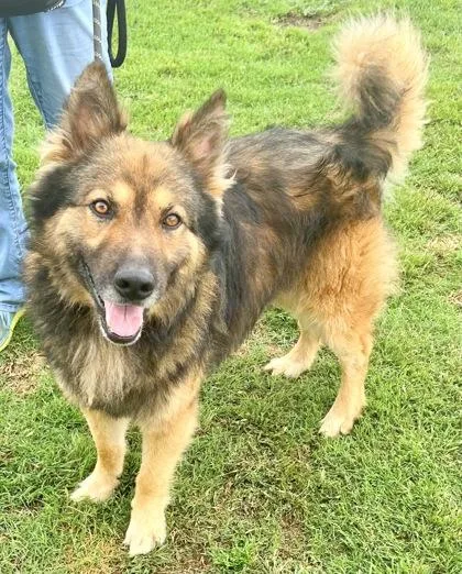 An adult large-sized male Tricolor (Brown, Black, & White) Mixed Breed dog named Banjo for adoption in Georgetown, TX