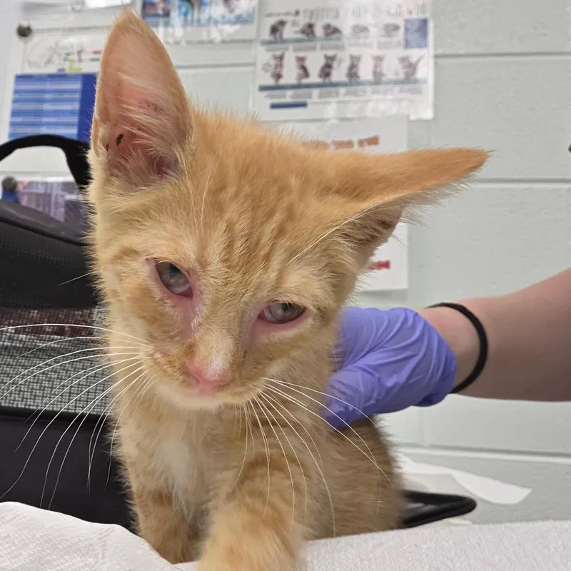 A baby small-sized male Orange / Red American Shorthair cat named Stevie Licks for adoption in Chattanooga, TN